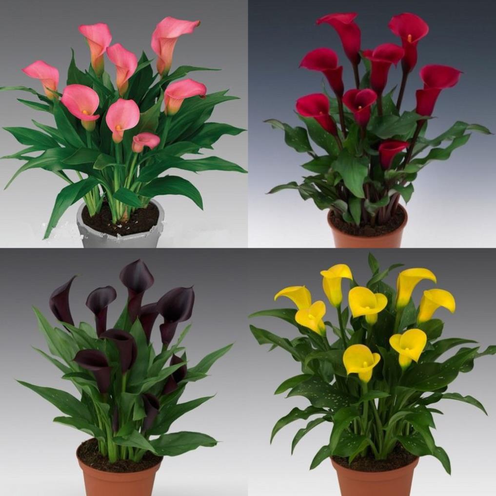 50 hạt giống cây rong cảnh nhiều mầu | Shopee Việt Nam