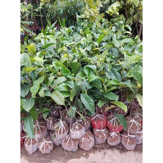 Cây giống sầu riêng ghép mắt chuẩn giống .