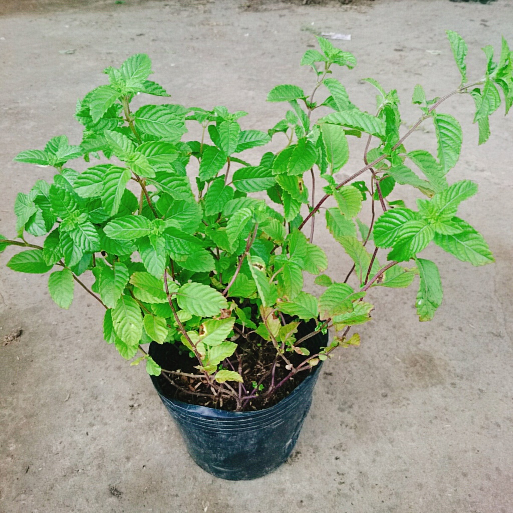 Cây sương sáo làm thạch sương sáo, thanh nhiệt giải độc mát gan, lợi tiểu, đẹp da