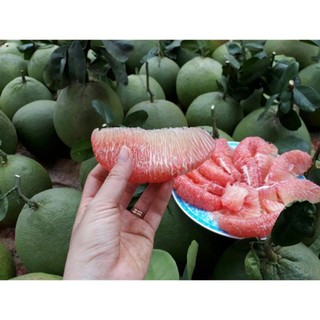 Cây Bưởi Da Xanh Ruột Hồng 80cm - 1m Hơn 1 năm cho quả ( Ảnh Thật) .