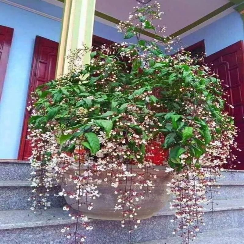 Cây Dạ Ngọc Minh Châu - Hoa đẹp hương thơm dịu nhẹ mang lại may mắn