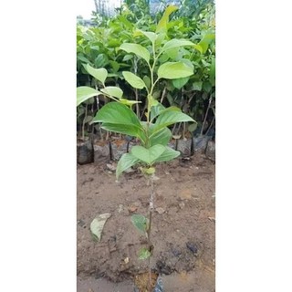 Cây giống sầu riêng ghép mắt chuẩn giống .