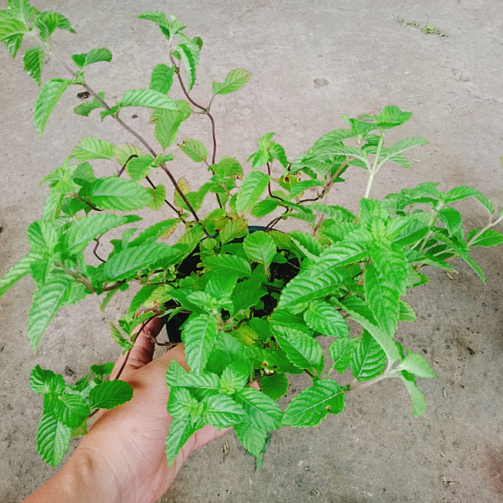 Cây sương sáo làm thạch sương sáo, thanh nhiệt giải độc mát gan, lợi tiểu, đẹp da