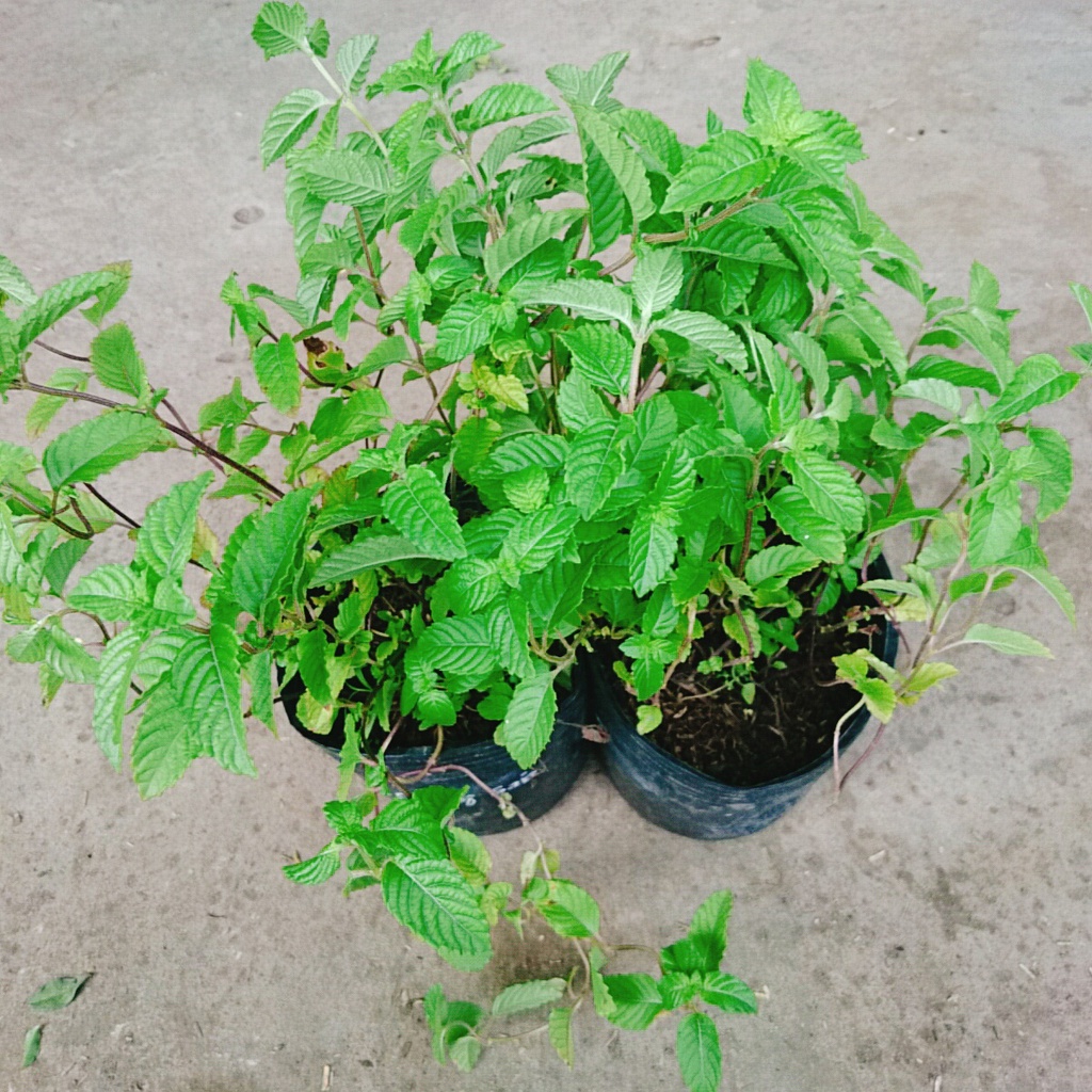 Cây sương sáo làm thạch sương sáo, thanh nhiệt giải độc mát gan, lợi tiểu, đẹp da