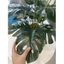 cây giả - cây lá rùa monstera 50cm,60cm (ảnh thật shop tự chụp 100%)