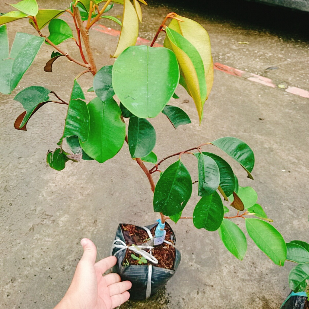 Cây Vú Sữa Mica - Không có mủ ở phần vỏ, rất ngon chịu mặn sinh trưởng tốt, Giống chuẩn 100%