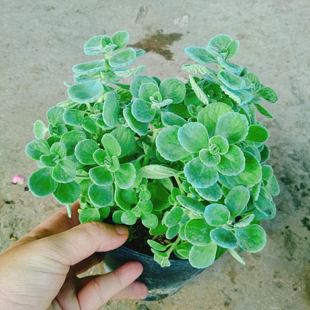 Cây Sen Thơm ( Nhất Mạt Hương ) Toả Hương Thơm Dễ Chịu - cây cảnh để bàn