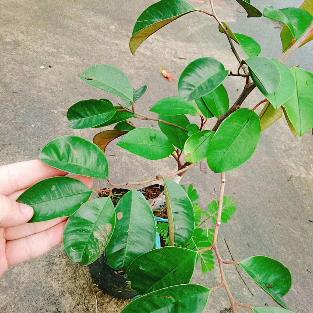 Cây Vú Sữa Mica - Không có mủ ở phần vỏ, rất ngon chịu mặn sinh trưởng tốt, Giống chuẩn 100%