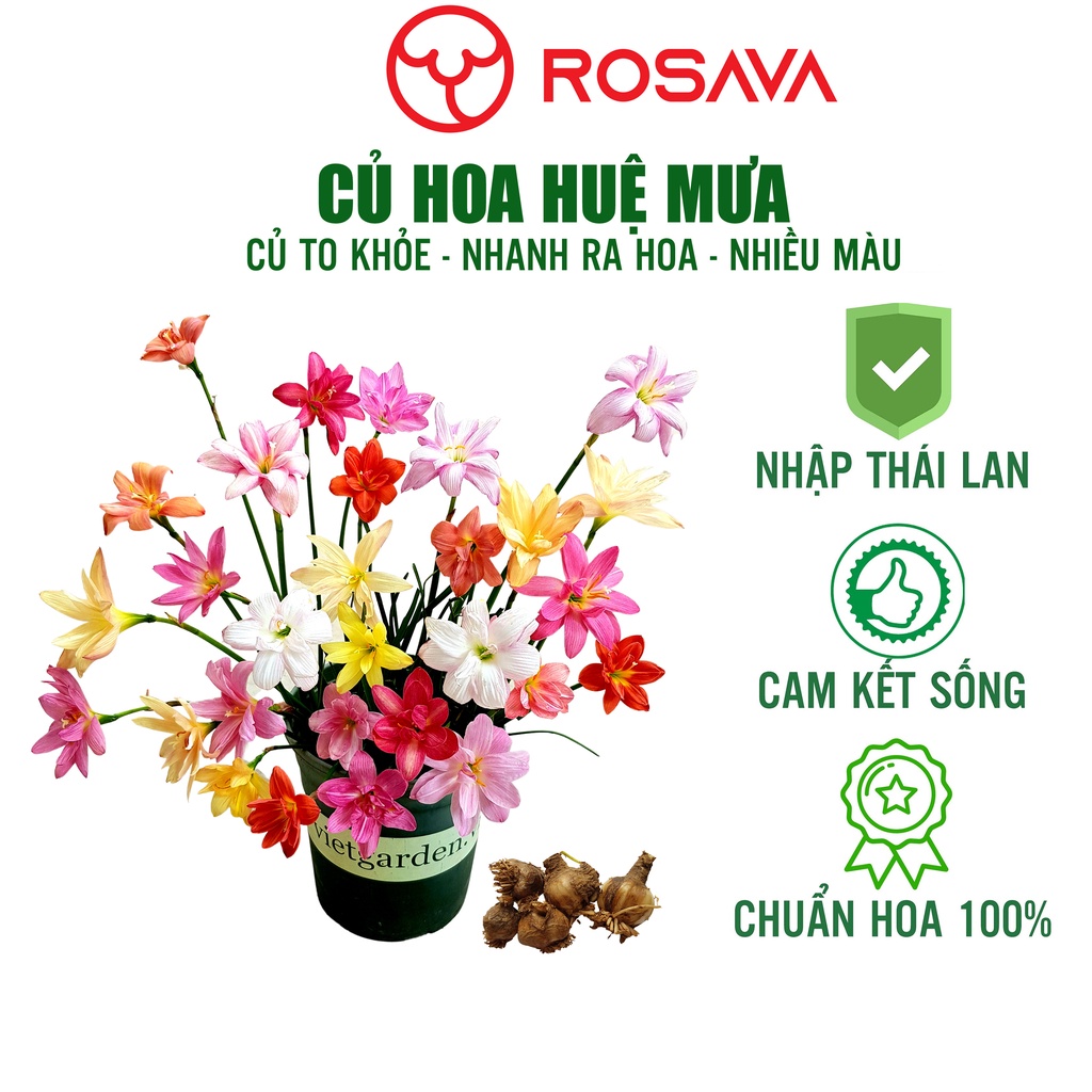 Củ hoa huệ mưa kép, tóc tiên Thái Lan 17 loại sai hoa, củ to ngậm nụ ...