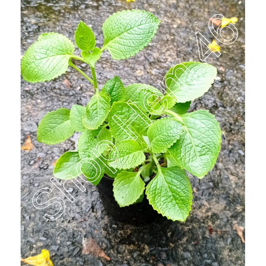 Chậu cây rau tần dày lá - rau húng chanh - Chỉ giao hỏa tốc 3h | Shopee ...