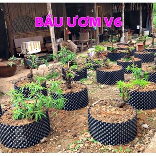 5m Bầu ươm cây V6 cao 30cm tặng ốc vít