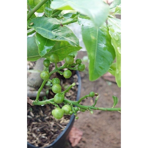 Hoa mai cúc Phượng_cây ghép
