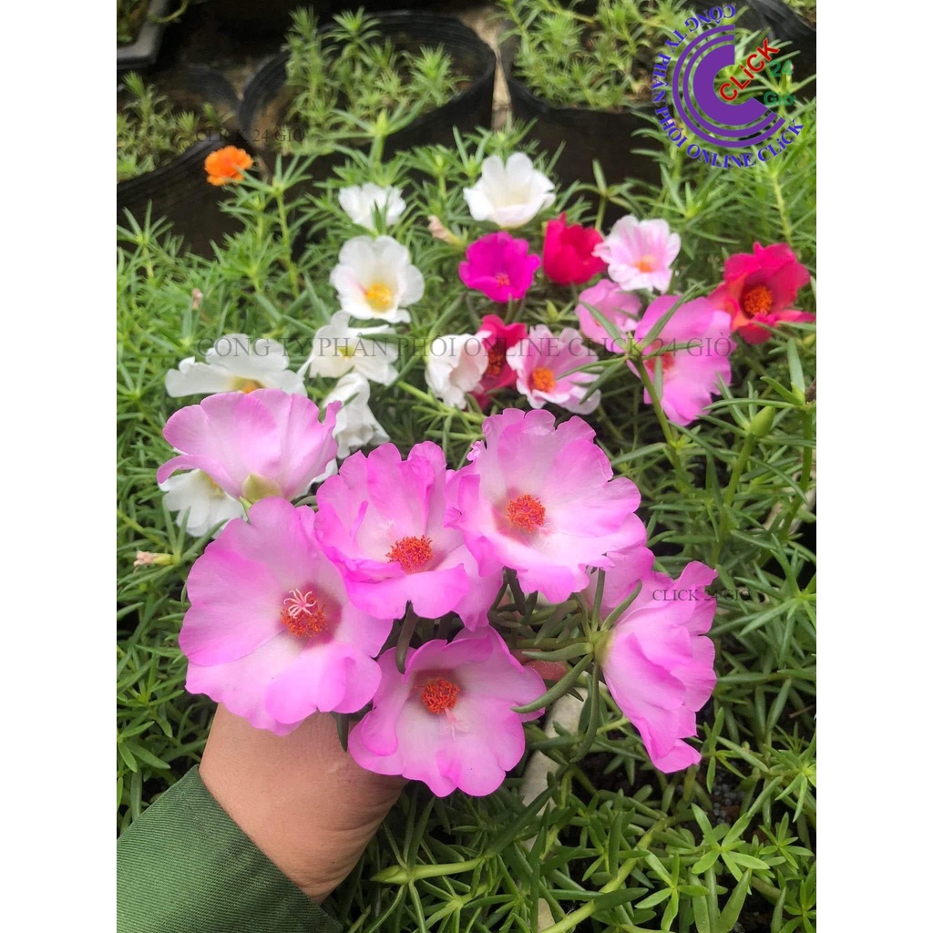 1 Ký Cành Giống Hoa Mười Giờ MỸ ĐƠN ĐỦ 7 MÀU Hoa To Nở Rộ Mỗi Ngày Cành Tơ Siêu Khỏe MM Market