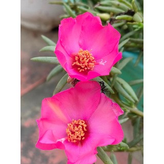 1 Ký Cành Giống Hoa Mười Giờ MỸ ĐƠN Màu Tím Hoa To Nở Cả Ngày  MiMa market