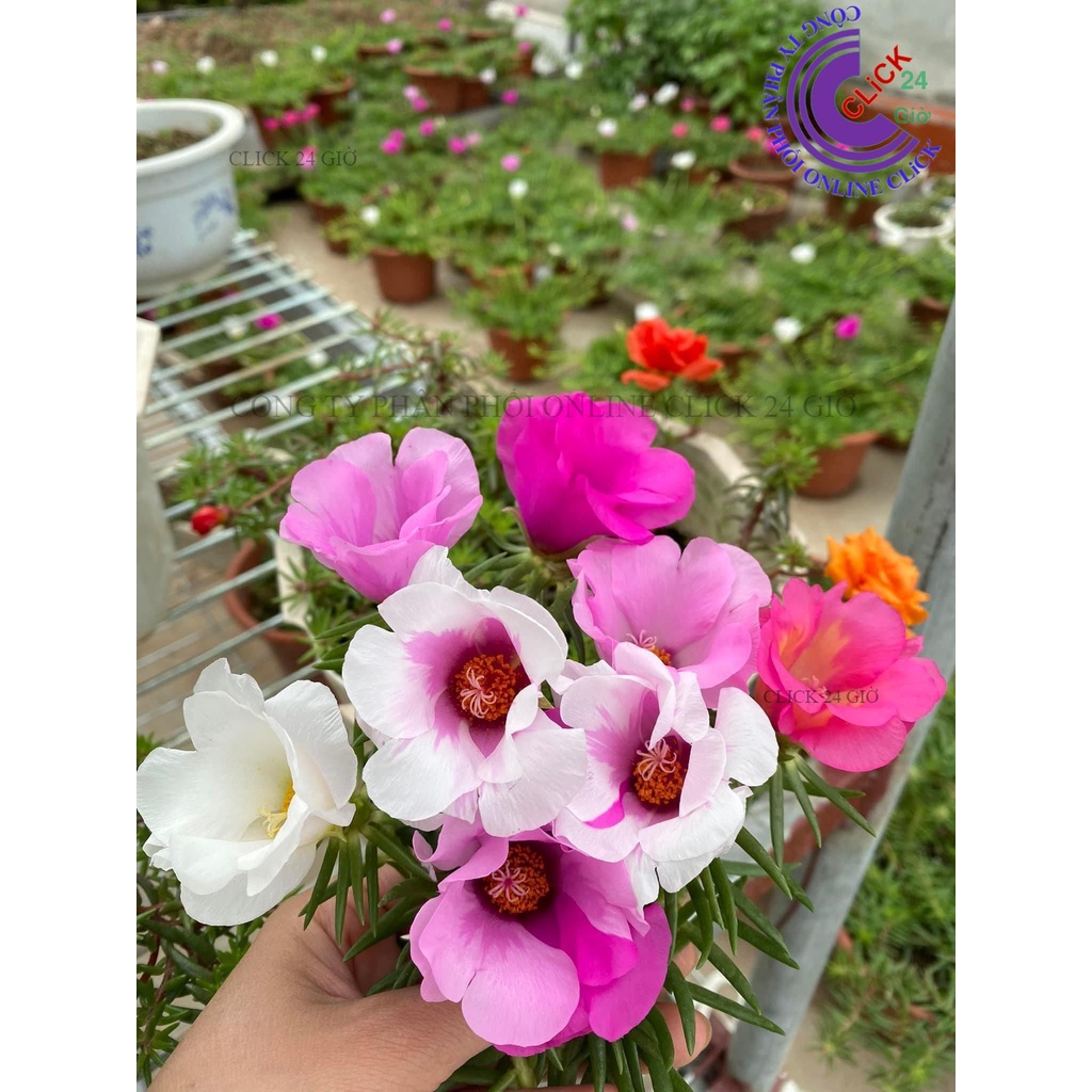 1 Ký Cành Giống Hoa Mười Giờ MỸ ĐƠN Hoa To Cành Tơ Siêu Khỏe  Hoa Mười Giờ