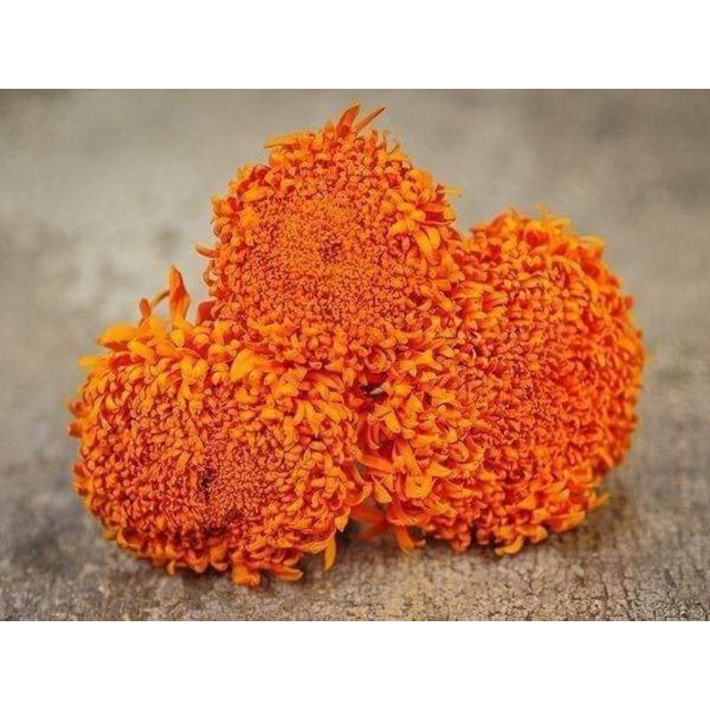 50H hạt giống hoa vạn thọ tia Châu Phi 💥SALE LỚN💥 chất lượng cao