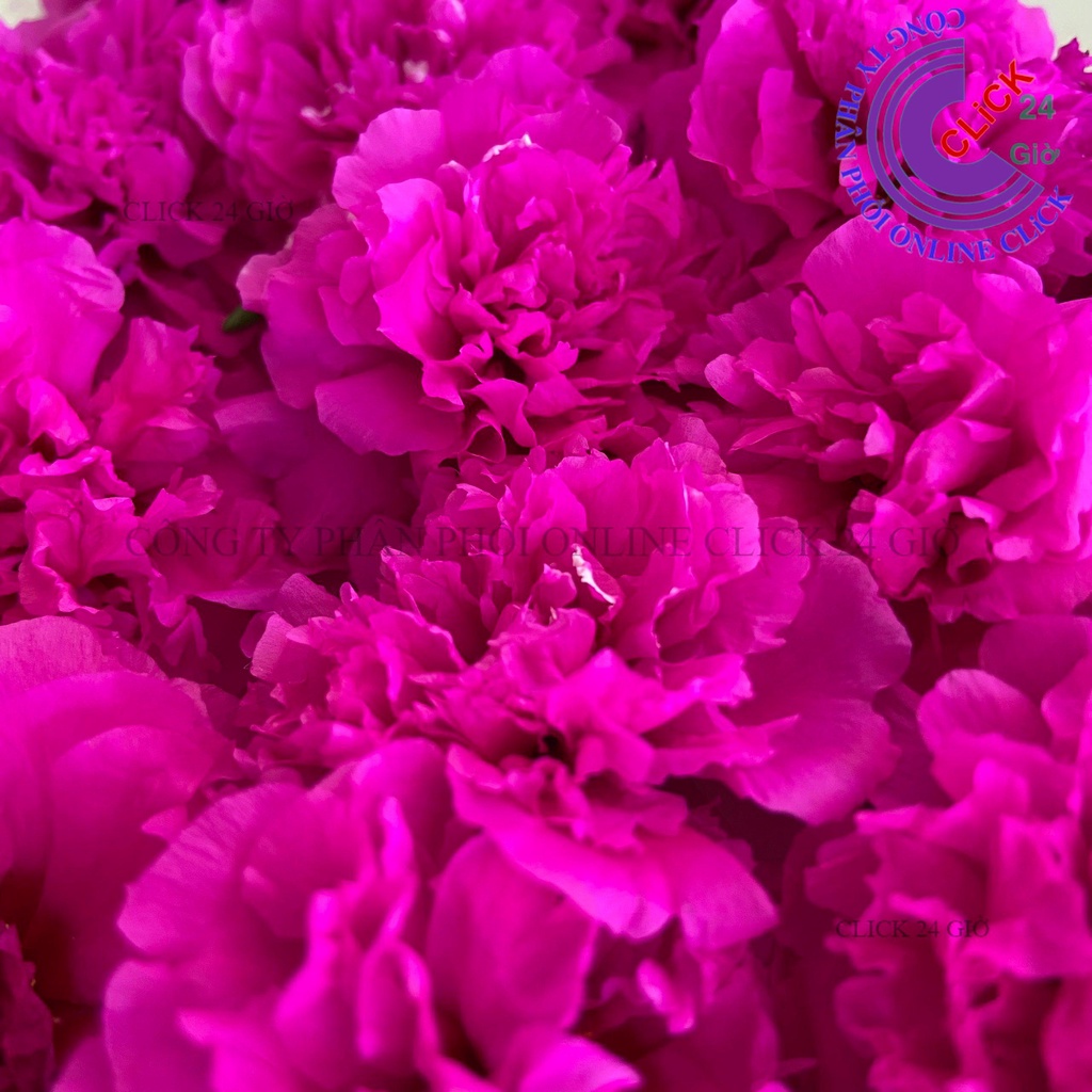 [NỞ CẢ NGÀY] Hoa Mười Giờ HOA SIÊU TO Khổng Lồ Gấp 3 Lần So Với Hoa Thái Kép Hoa Mười Giờ