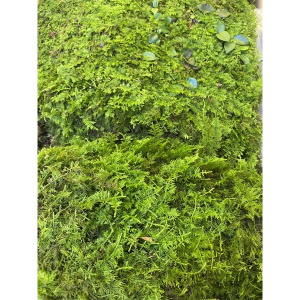 Rêu trắc bá, rêu trải nền, rêu đắp tường rerrarium, bán cạn, non bộ ...