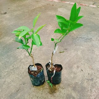 Cây Cam Xoàn - cây ăn quả