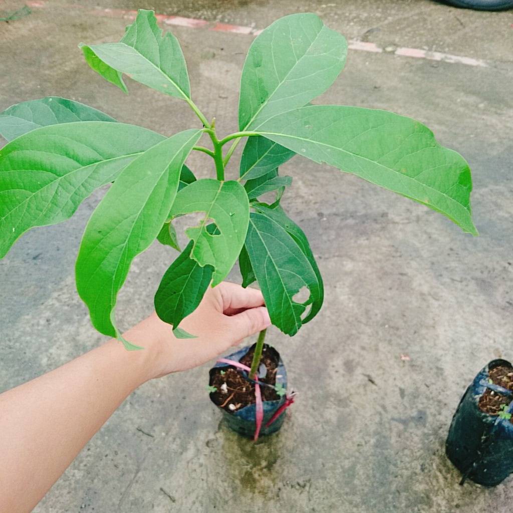 Cây bơ giống lùn Thanh Sơn - cho trái sớm, trái to ăn rất ngon