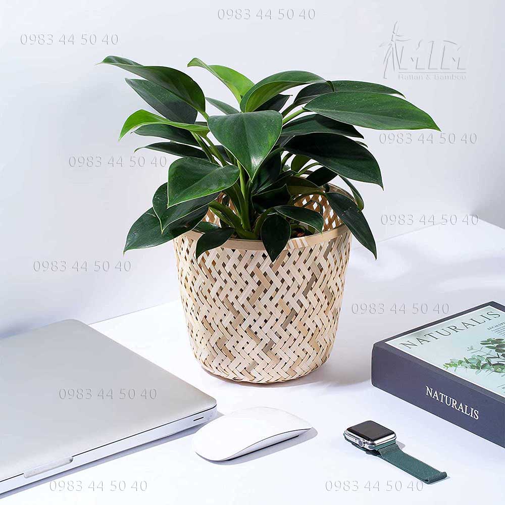 Sọt tre trắng trồng cây trang trí, đựng đồ. | Shopee Việt Nam