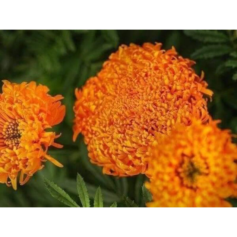 50H hạt giống hoa vạn thọ tia Châu Phi 💥SALE LỚN💥 chất lượng cao