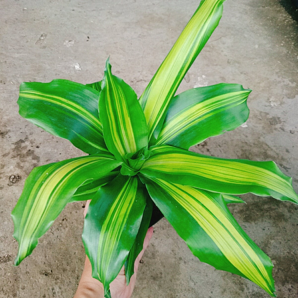 Cây Phát Tài ( Cây Thiết Mộc Lan ) - cây cảnh trong nhà