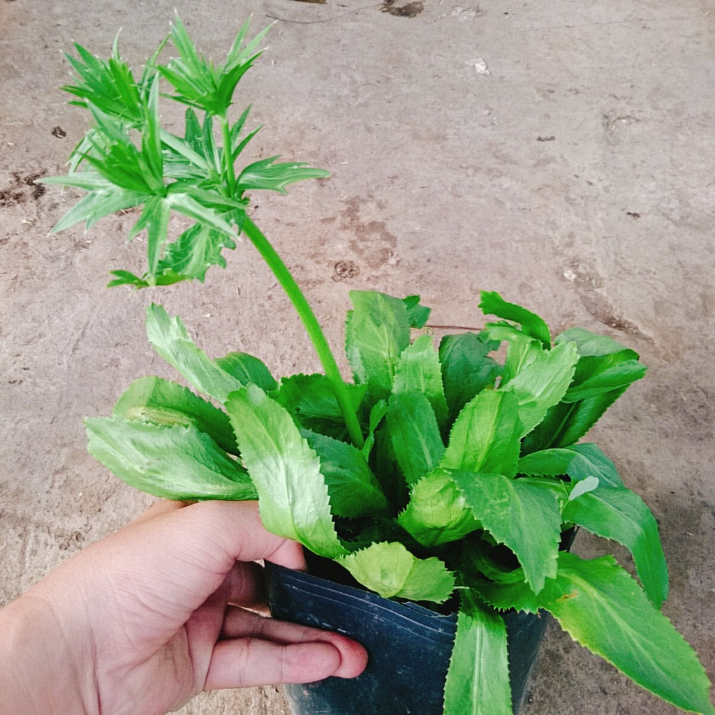 Chậu Cây Rau Ngò Gai ( Cây Mùi Tàu ) 100% rau sạch nhà vườn