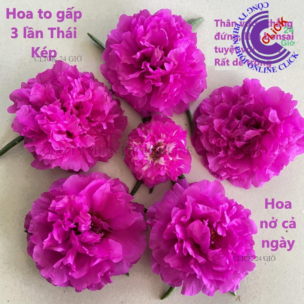 [NỞ CẢ NGÀY] Hoa Mười Giờ HOA SIÊU TO Khổng Lồ Gấp 3 Lần So Với Hoa Thái Kép Hoa Mười Giờ