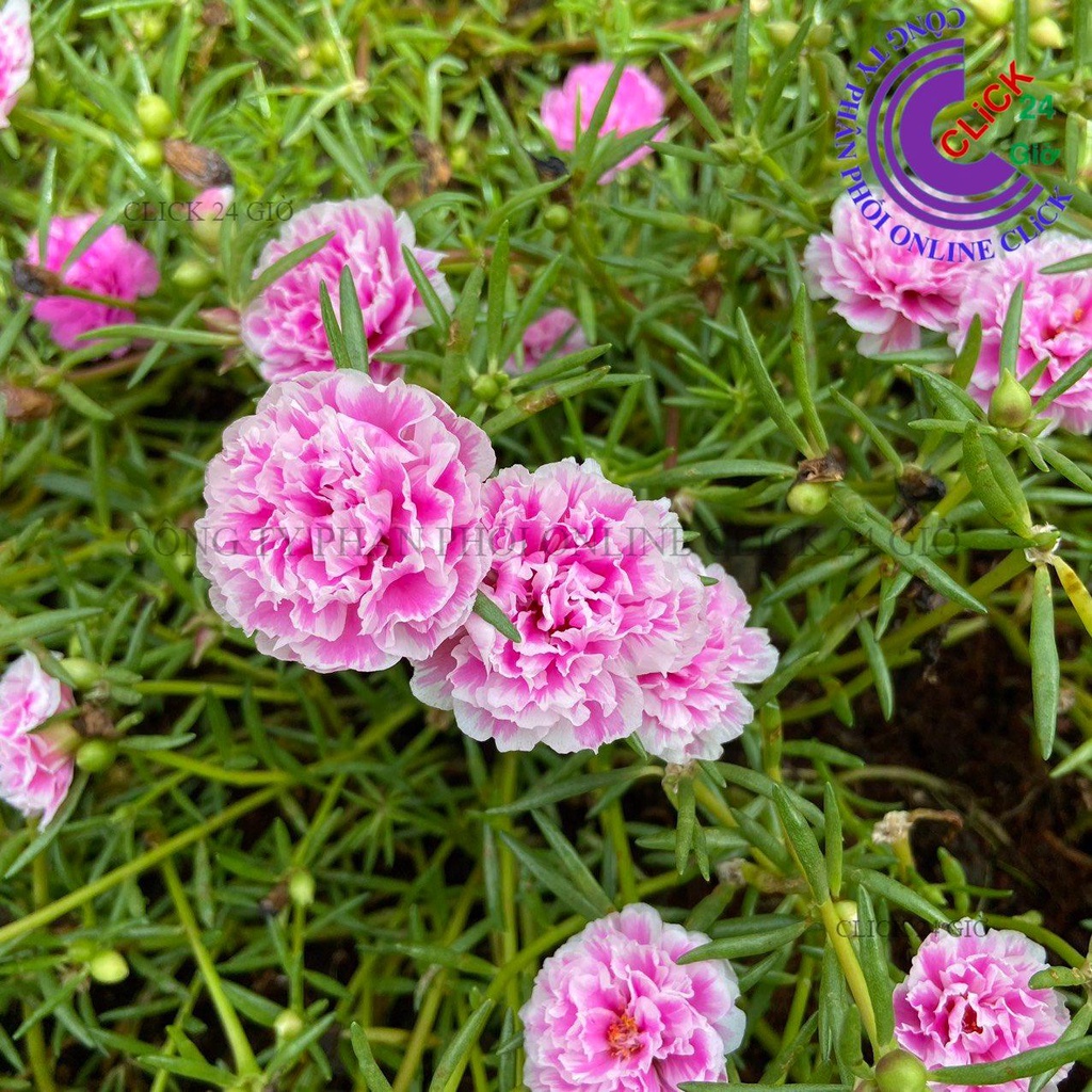 Cành Giống Hoa Mười Giờ SONG HỶ Thái Kép Cành Tơ Siêu Khỏe Ra Rễ Sau 3 Ngày MM Market