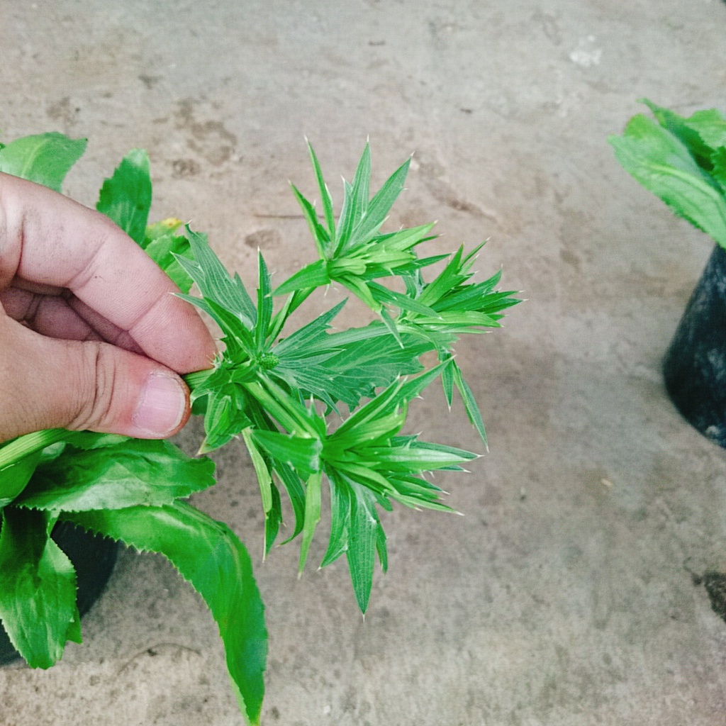 Chậu Cây Rau Ngò Gai ( Cây Mùi Tàu ) 100% rau sạch nhà vườn