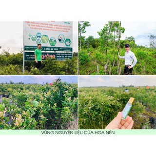 Tinh dầu TRÀM HƯƠNG NGỰ 25ml - Ocop 4 sao- VietGAP - Hoa Nén - Quà Tặng sang trọng, an toàn cho bé