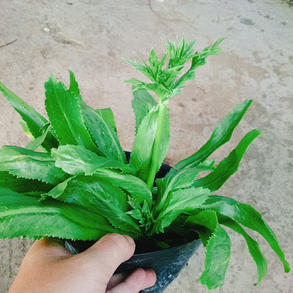 Chậu Cây Rau Ngò Gai ( Cây Mùi Tàu ) 100% rau sạch nhà vườn