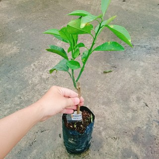 Cây Cam Xoàn - cây ăn quả