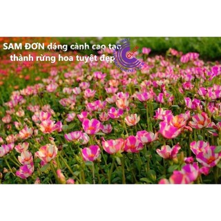 500g Cành Giống Hoa Mười Giờ SAM ĐƠN Chuẩn SAM THÁI Nhập Khẩu Hoa To Rất Nhiều Màu Hoa Mười Giờ Bonsai & Phụ Kiện