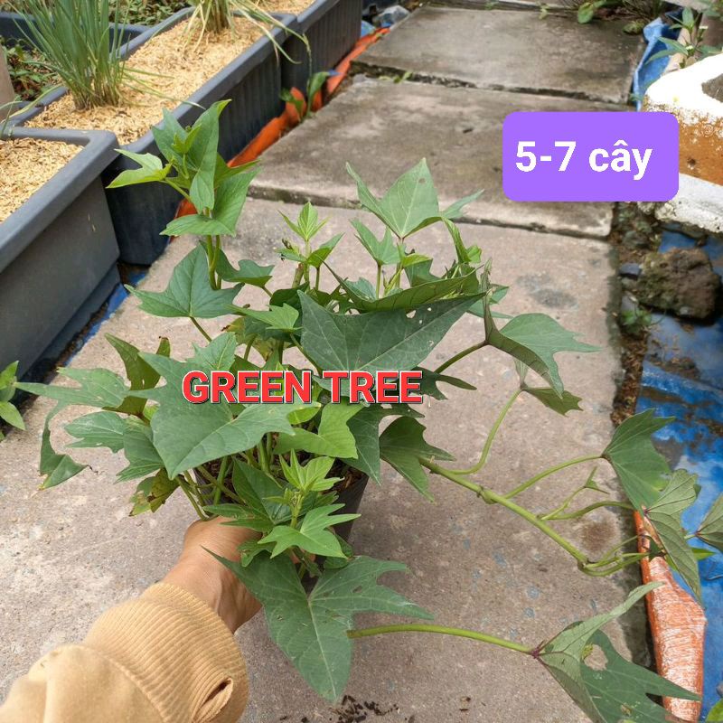 Cây giống húng lủi, rau lang | Shopee Việt Nam