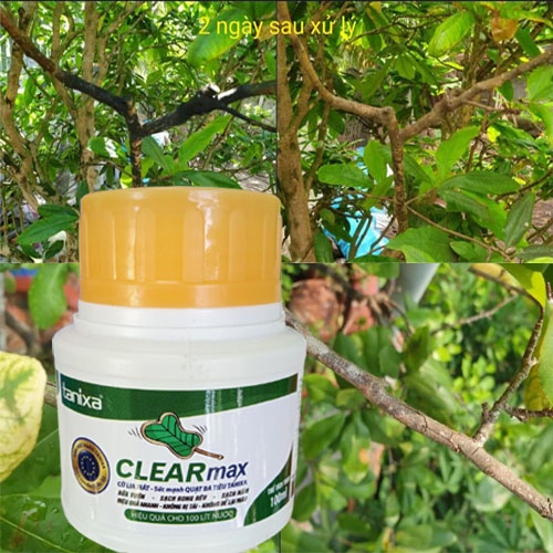 Diệt rong rêu nấm hồng nấm trắng trên thân cây Clear max hủ 100ml ...
