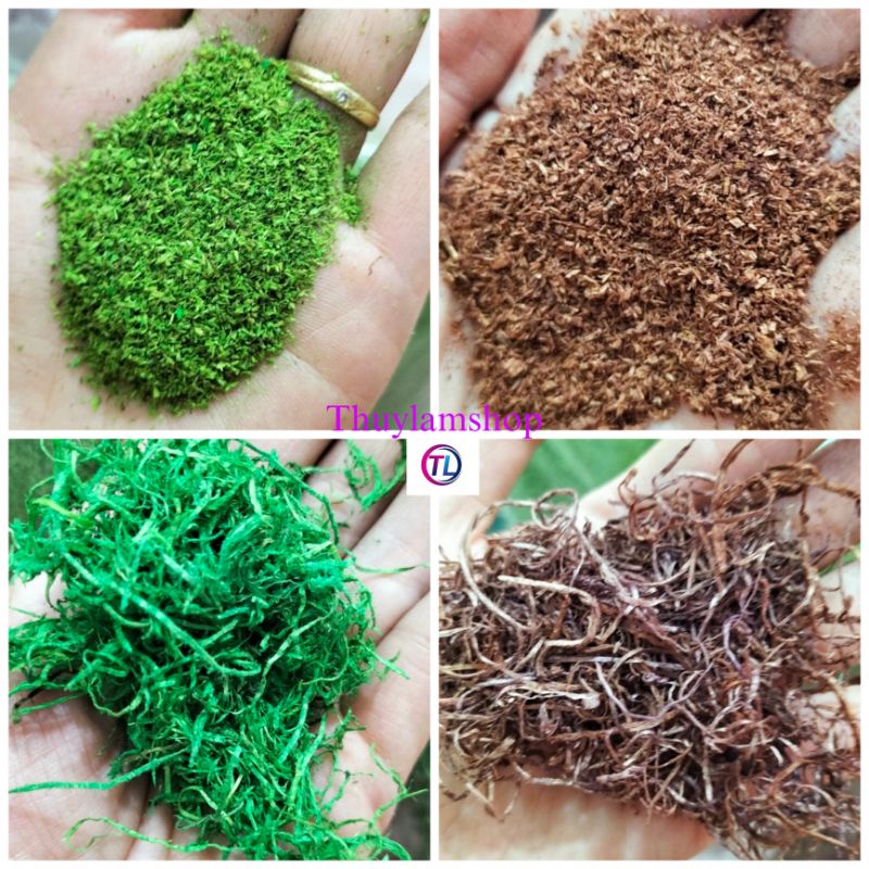 Bịch 0.5kg rêu phủ gốc cây trang trí tiểu cảnh gốc bonsai bể cá ...