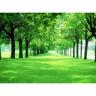 Tranh Dán Tường Hàng cây 3D Cao Cấp thiết kế đẹp, tranh in vải lụa kim sa