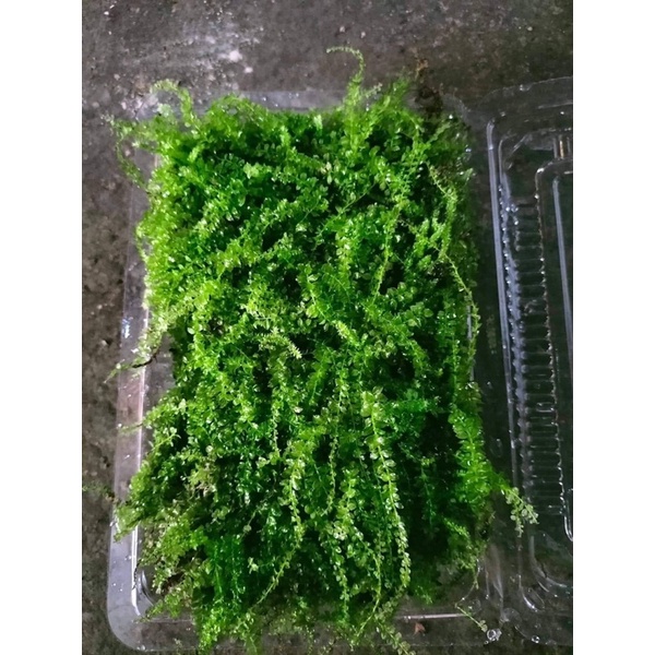 Rêu trác bá -  THUIDIUM MOS - dùng để setup bể bán cạn, terrarium