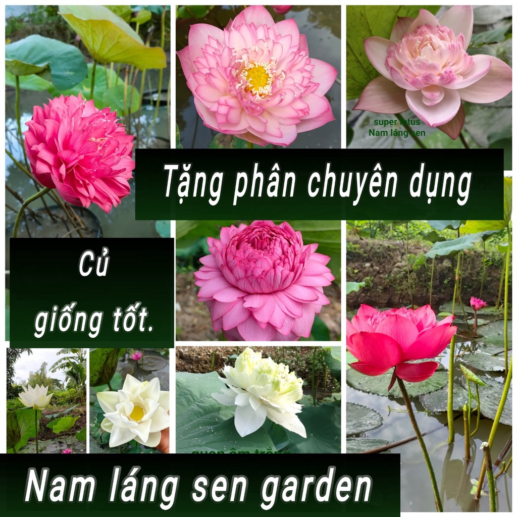 Củ sen giống, cung cấp các loại sen nhật, sen thái giống ,sen mini, Nam ...