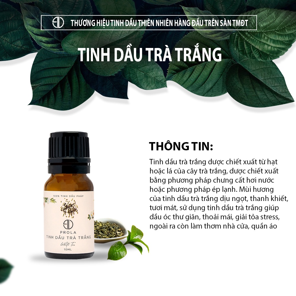 Ảnh Tinh dầu thiên nhiên PROLA Hương Trà Trắng White Tea nhẹ nhàng, thanh khiết 2
