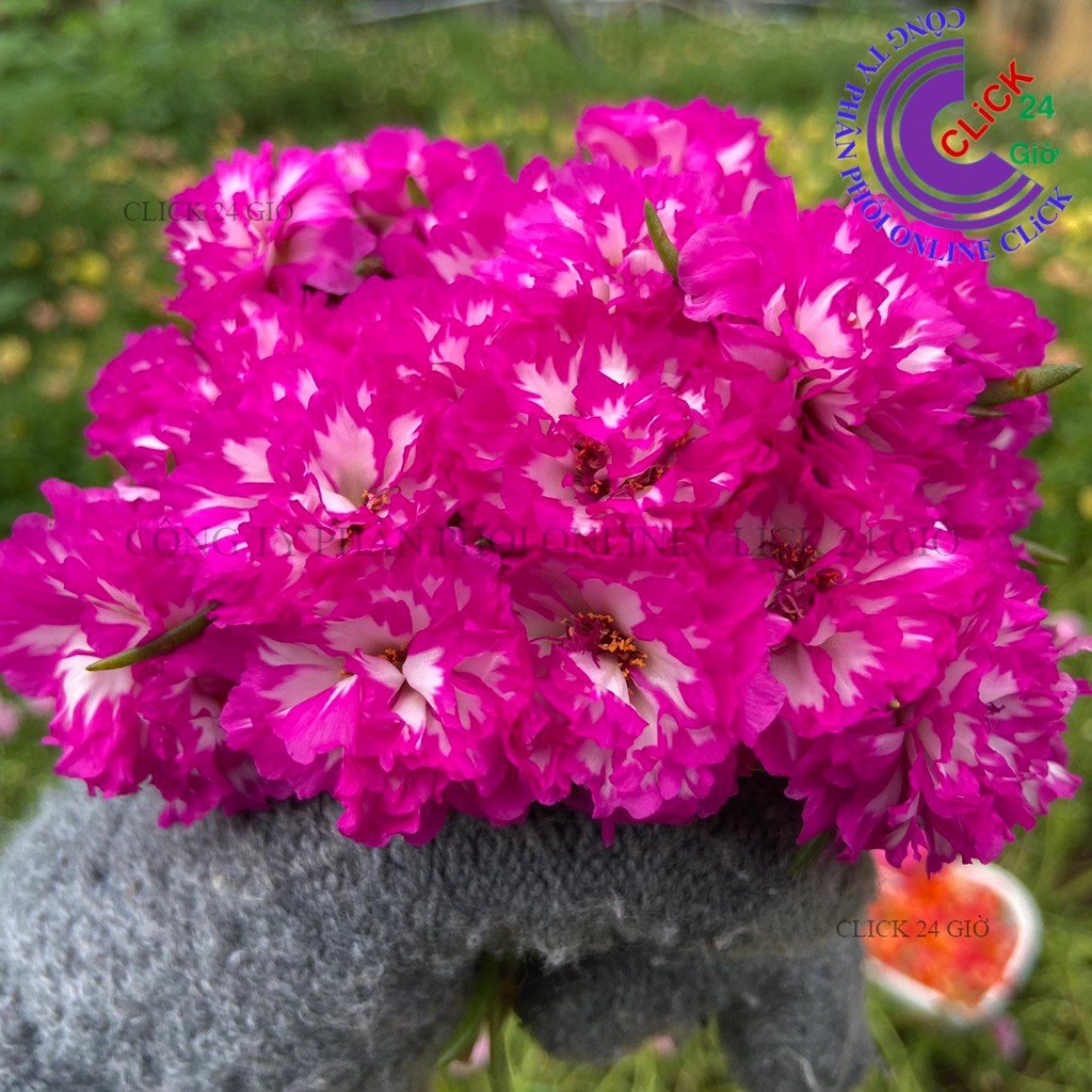 [NỞ CẢ NGÀY] Hoa Mười Giờ Thái Kép TÍM TRẮNG SỌC Cành Giống Màu Mới Hoa Nở Cả Ngày To Đẹp