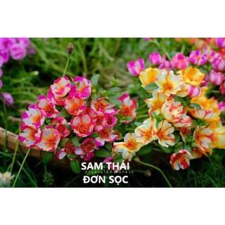 500g Cành Giống Hoa Mười Giờ SAM ĐƠN Chuẩn SAM THÁI Nhập Khẩu Hoa To Rất Nhiều Màu Hoa Mười Giờ Bonsai & Phụ Kiện