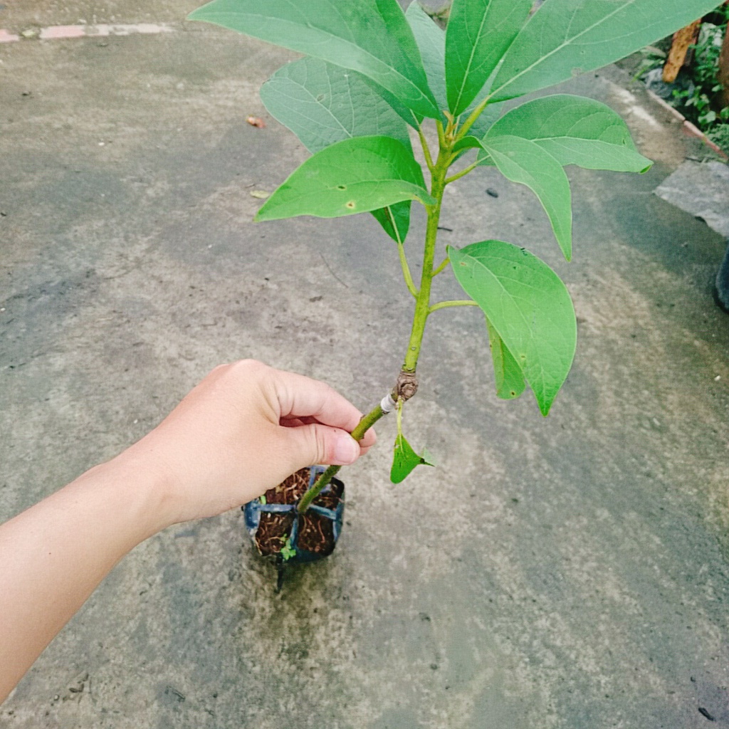 Cây bơ giống lùn Thanh Sơn - cho trái sớm, trái to ăn rất ngon