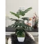 cây giả - cây lá rùa monstera 50cm,60cm (ảnh thật shop tự chụp 100%)