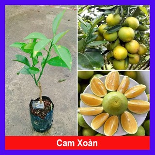 Cây Cam Xoàn - cây ăn quả