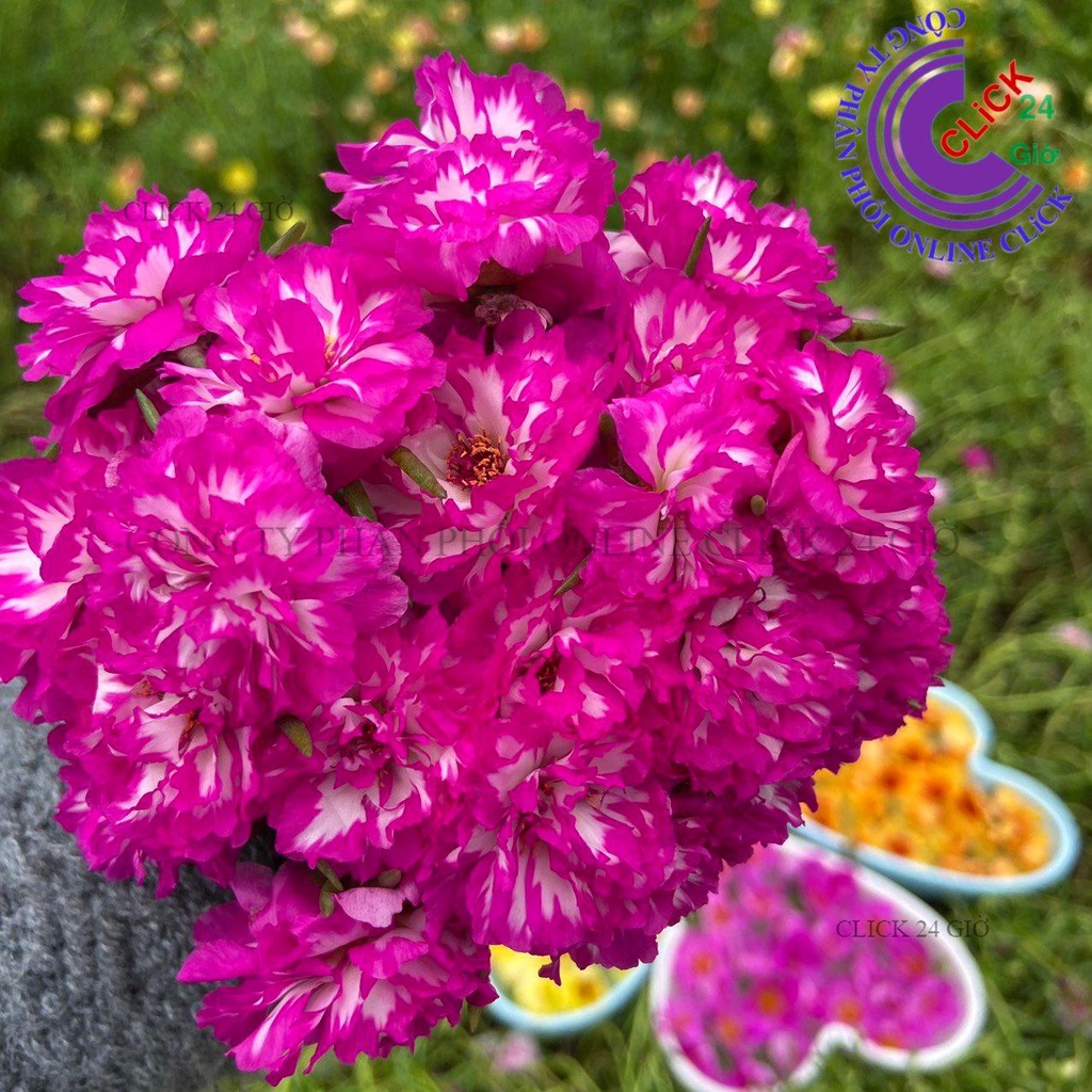 [NỞ CẢ NGÀY] Hoa Mười Giờ Thái Kép TÍM TRẮNG SỌC Cành Giống Màu Mới Hoa Nở Cả Ngày To Đẹp