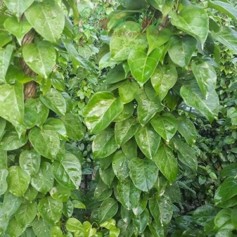 Cây giống lá Giang chuẩn mua 5 cây tặng thêm một cây | Shopee Việt Nam