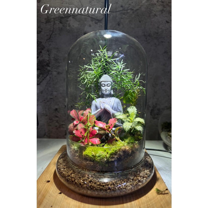 Bình Terrarium, Bình Thủy  tinh ko kèm đèn trồng cây trong nhà